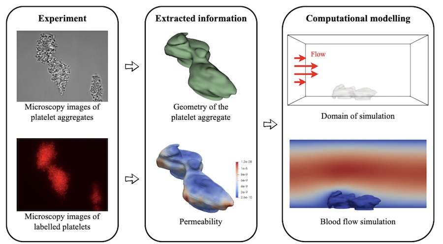 Image based computational model of platelet aggregates.