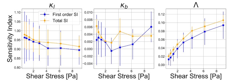 Image based computational model of platelet aggregates.